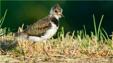 Ein Kiebitzküken (Vanellus vanellus) geht an einem Feldrand entlang. 