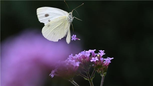 Große kleine Kohlfans Ein Kohlweißling fliegt auf eine Blume.