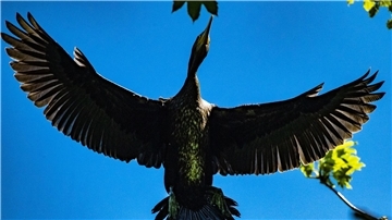 Ein Kormoran fliegt über der Kormoran-Kolonie in Niederhof bei Stralsund im Landkreis Vorpommern-Rügen.