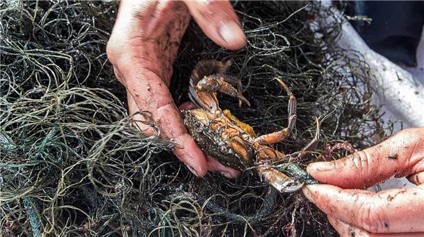 Verlorene Netze geistern durch die Nordsee Ein Krebs hat sich in einem Netz verfangen. Die Meeresbiologin befreit das Tier.