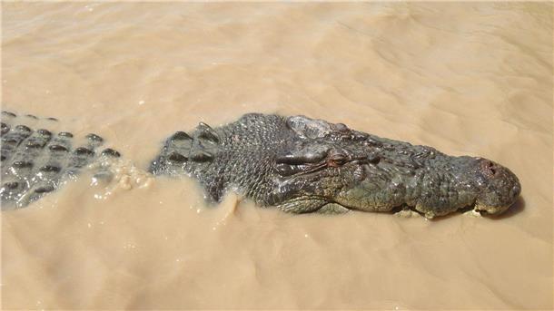 Ein Krokodil hat im Norden von Australien ein Kind attackiert.