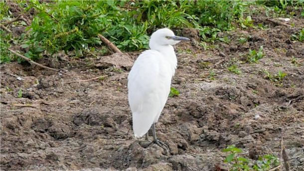 LBV: Kuhreiher brüten erstmals nachweislich in Deutschland Ein Kuhreiher steht auf einem Feld am Altmühlsee in Mittelfranken. Nach Angaben des Landesbunds für Vogel- und Naturschutz brütet die Vogelart erstmals in Deutschland.