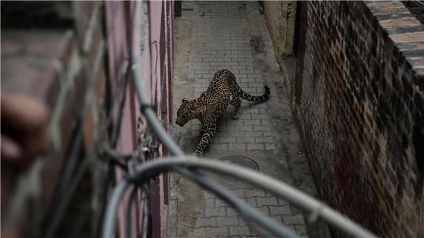 Ein Leopard auf Nahrungssuche hat in Indien merhere Menschen verletzt (Symbolbild).