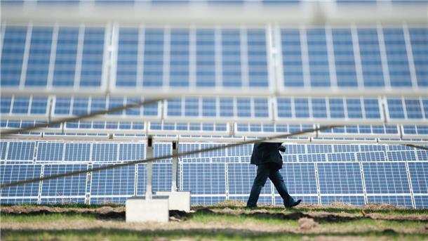 Ein Mann geht zwischen Modulen einer Freiflächensolaranlage entlang. 