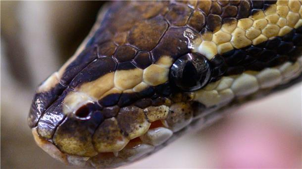 Passagier fliegt mit 47 Schlangen im Gepäck nach Indien Ein Mann wollte 47 Pythons in Indien einschmuggeln (Archivbild).