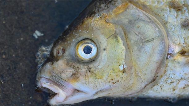 Streitfall Oder - Verwundeter Fluss vor neuer Katastrophe? Ein massives Fischsterben in der Oder sorgte im August für Aufsehen.