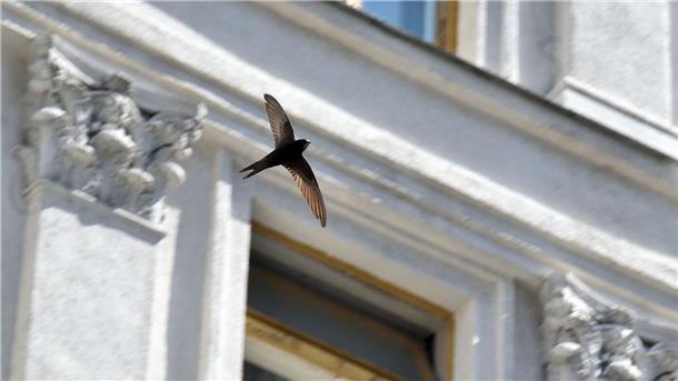 Ein Mauersegler fliegt vor einem Haus.