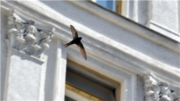 Ein Mauersegler fliegt vor einem Haus.