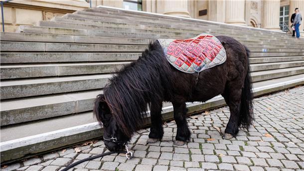 Ein Mini Shetland Pony steht vor Beginn der Kundgebung vor den Treppen zum Landtagsgebäude.