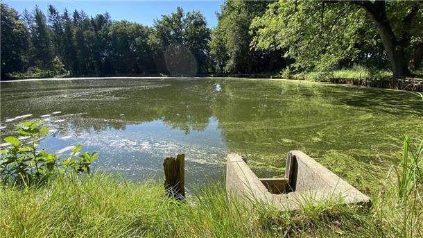Ein Mönch mit deutlich erkennbaren Staubretter-Führungsleisten an einem mit Blütenstaub bedeckten Teich nahe des ehemaligen Heidefrauenklosters Hertel bei Neuenkirchen.