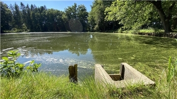 Ein Mönch mit deutlich erkennbaren Staubretter-Führungsleisten an einem mit Blütenstaub bedeckten Teich nahe des ehemaligen Heidefrauenklosters Hertel bei Neuenkirchen.