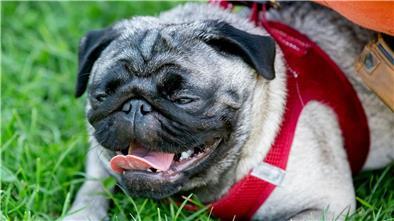 Ein Mops liegt im Gras.