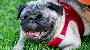Ein Mops mit einer kurzen Nase leidet nicht selten unter Atemnot.