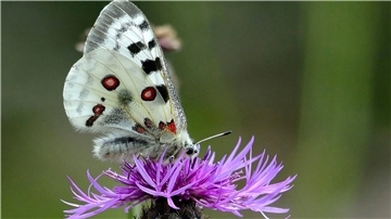 Ein Mosel-Apollofalter (Männchen) auf einer Flockenblume.