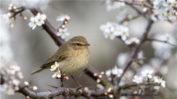 Ein Naturgarten bietet viele Entfaltungsmöglichkeiten für Tiere.
