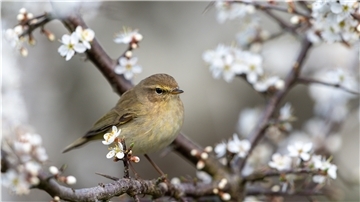 Ein Naturgarten bietet viele Entfaltungsmöglichkeiten für Tiere.