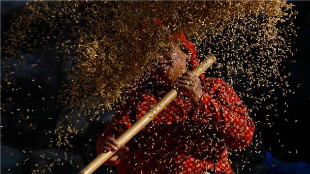 Ein nepalesischer Bauer sortiert die Reiskörner während der Erntezeit am Rande von Bhaktapur, Nepal.