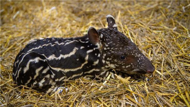 Tapir-Nachwuchs im Magdeburger Zoo Ein nur ein Tag altes Flachlandtapir liegt im Zoo Magdeburg im Stroh. Das Tierkind war am 28. September 2023 geboren worden.