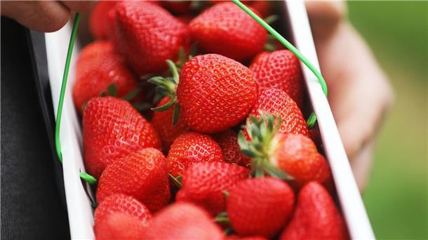 Ein Obstbauer hält in einem Zelt einen Korb Erdbeeren in der Hand.