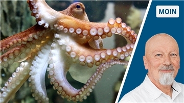 Ein Oktopus schwimmt in einem Aquarium.