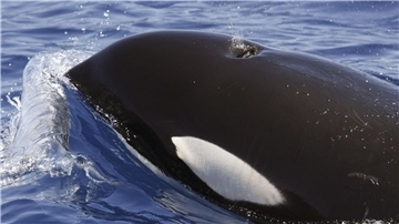 Ein Orca (Schwertwal) im Meer vor Lanzarote.