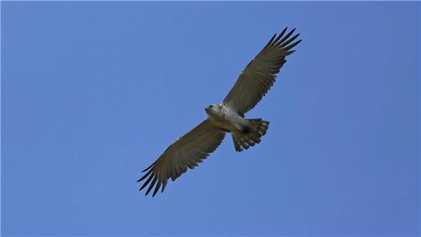 Seltener Schlangenadler im Landkreis Hildesheim beobachtet Ein Ornithologe hat den seltenen Adler zufällig entdeckt.
