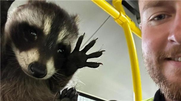 Flauschiger Passagier - Waschbär in Berliner Bus entdeckt Ein Polizist hält den kleinen Waschbären in einem Bus in die Kamera.
