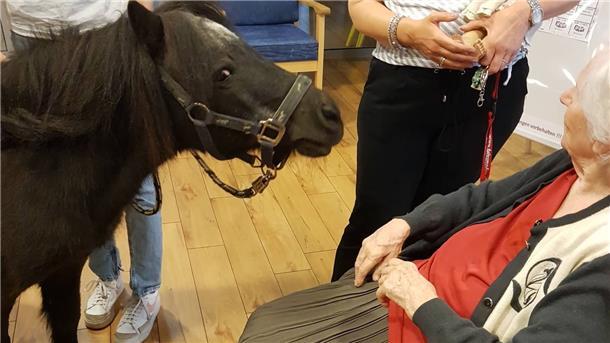 Ein Pony zum Anfassen und Streicheln: Aktion im Pflegeheim Amarita in Bremerhaven.