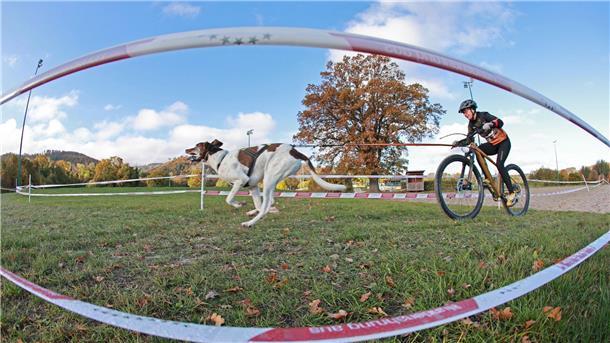 Schlittenhunderennen Harzer Luchstrail gestartet Ein Radfahrer wird von einem Schlittenhund auf der Galopprennbahn in Bad Harzburg gezogen.