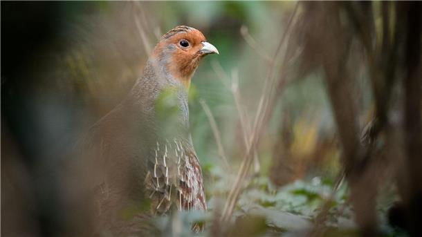 Ein Rebhuhn im Gehege des Zoologischen Gartens Wilhelma
