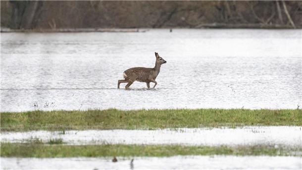 Biene, Hase, Regenwurm: Wie geht es Tieren im Hochwasser? Ein Reh stakst über eine überflutete Wiese.