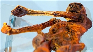 Ein Replikat des 1991 in den Ötztaler Alpen entdeckten Steinzeitmenschen „Ötzi“ im Museum für Naturkunde in Magdeburg.