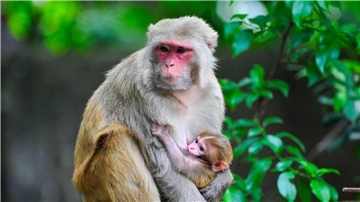 Ein Rhesusaffen-Baby ist im Arm seiner Mutter.