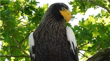 Ein Riesenseeadler sorgt zurzeit in Neuenkirchen für Aufsehen. Mehrfach ist er in den vergangenenen Tagen dort gesichtet worden.