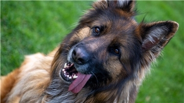 Schäferhund