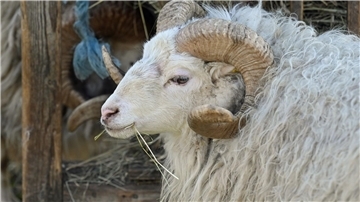 Ein Schafbock wurde in Walsrode (Landkreis Heidekreis) vermutlich in der Nacht zum Sonntag getötet. (Symbolbild)