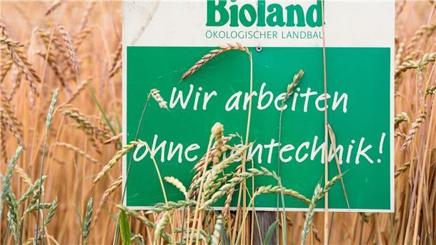 FDP und Grüne uneinig bei EU-Lockerungen für Gentechnik Ein Schild mit der Aufschrift „Bioland - Wir arbeiten ohne Gentechnik“ in einem Dinkelfeld.