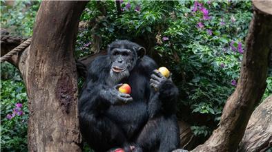 Schimpansen bilden mit „Huu“ und „Waa“ eine Art Mini-Sätze Ein Schimpanse sitzt in seinem Gehege eines Zoo und genießt frische Äpfel.