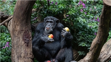 Ein Schimpanse sitzt in seinem Gehege eines Zoo und genießt frische Äpfel.