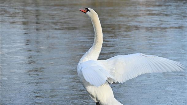Weiterhin Winterwetter - Warnung vor Eisregen Ein Schwan auf dünnem Eis.