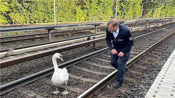 Schwan legt Hamburger U-Bahnlinie lahm Ein Schwan und Hamburgs Schwanenvater Olaf Nieß laufen auf der Gleisanlage der Hamburger Hochbahn zwischen den Haltestellen Klein Borstel und Ohlsdorf.