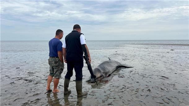 Nach Abschuss auf Sylt: Wal soll untersucht werden Ein Seehundjäger hat das Tier erschossen.