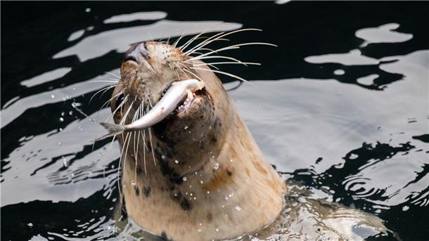 Erlebnis-Zoo startet neuen Schulwettbewerb für Artenschutz Ein Seelöwe schnappt bei der Fütterung einen Fisch im Erlebnis-Zoo Hannover.