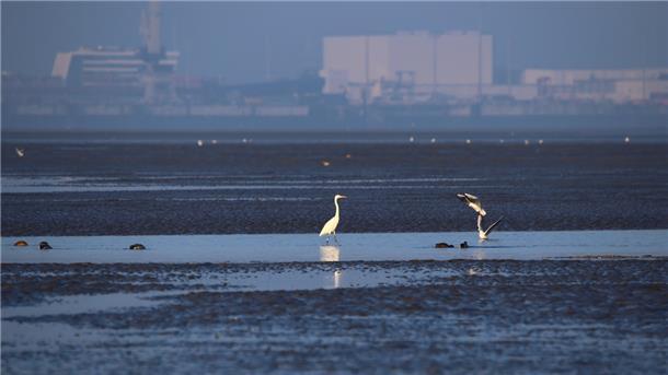 Ein Silberreiher und zwei landende Möwen vor der Skyline Wilhelmshaven im Tossenser Watt.