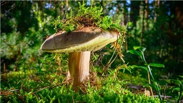 Ein Steinpilz schaut aus dem Moos hervor. 