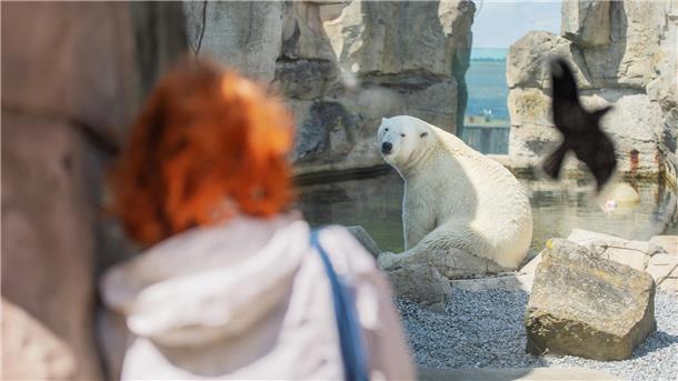 Frau blickt auf die Eisbären im Zoo am Meer.