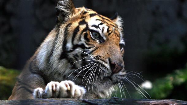 Indonesien: Mann kämpft gegen Tiger Ein Sumatra-Tiger im Zoo von Surabaya, Indonesien. Ein Tiger dieser Art hat einen Mann angegriffen.