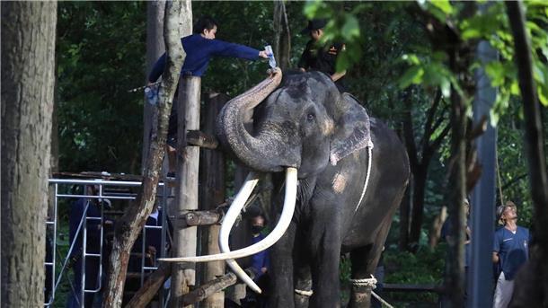 Thailand: Misshandelter Elefant zurück in der Heimat Ein Tierarzt gibt dem Elefanten Sak Surin Wasser.