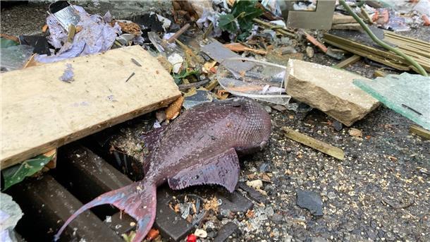 Geplatztes Aquarium: Etwa 630 Fische gerettet Ein toter Fisch liegt neben einem Gulli vor dem Hotel.