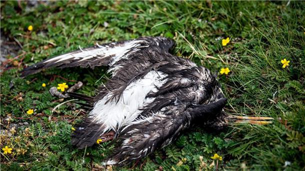 Ein toter Vogel liegt am Boden.